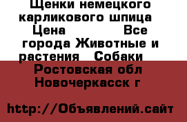 Щенки немецкого карликового шпица › Цена ­ 20 000 - Все города Животные и растения » Собаки   . Ростовская обл.,Новочеркасск г.